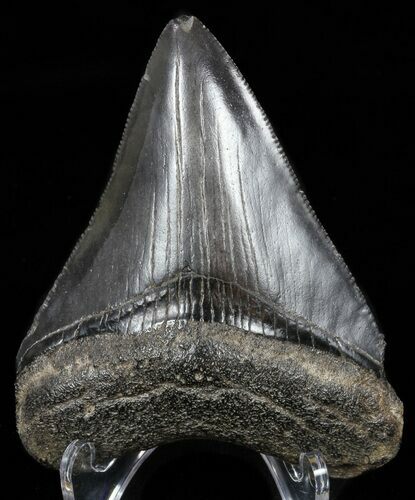 Juvenile Megalodon Tooth - Serrated Blade #58090